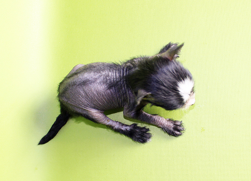 ブリーダー直接販売のチャイニーズ・クレステッド・ドッグ（チャイクレ）の子犬のヘアレス