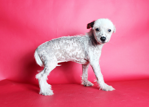 ブリーダー直接販売のチャイニーズ・クレステッド・ドッグ（チャイクレ）の子犬のヘアレス
