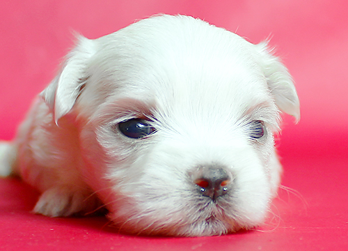 ブリーダー直接販売のマルチーズの子犬