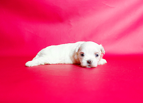 ブリーダー直接販売のマルチーズの子犬