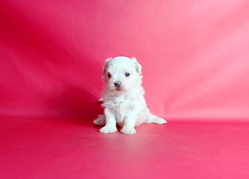 ブリーダー直接販売のマルチーズの子犬