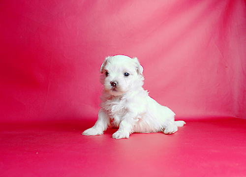 ブリーダー直接販売のマルチーズの子犬