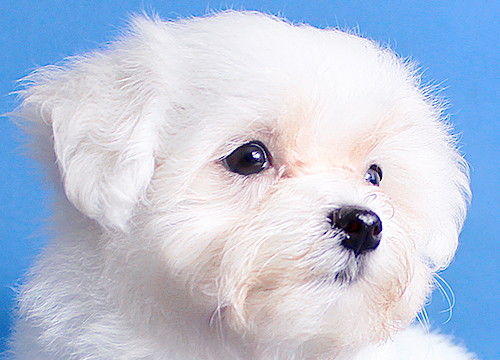 ブリーダー直接販売のマルチーズの子犬