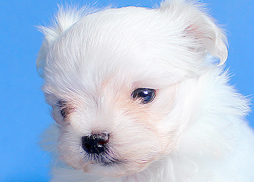 ブリーダー直接販売のマルチーズの子犬