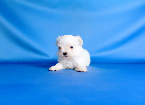 ブリーダー直接販売のマルチーズの子犬