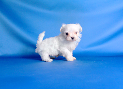 ブリーダー直接販売のマルチーズの子犬