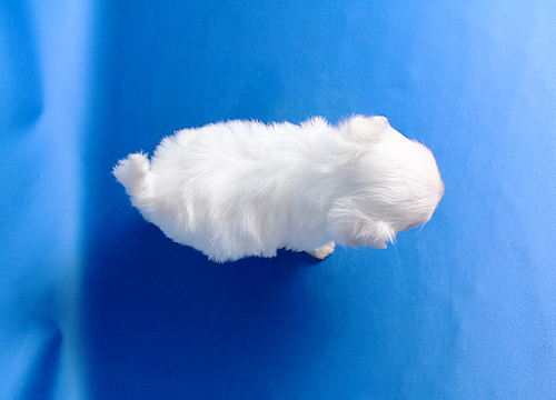 ブリーダー直接販売のマルチーズの子犬