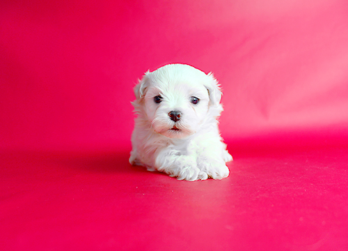 ブリーダー直接販売のマルチーズの子犬