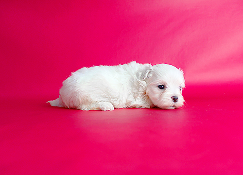 ブリーダー直接販売のマルチーズの子犬