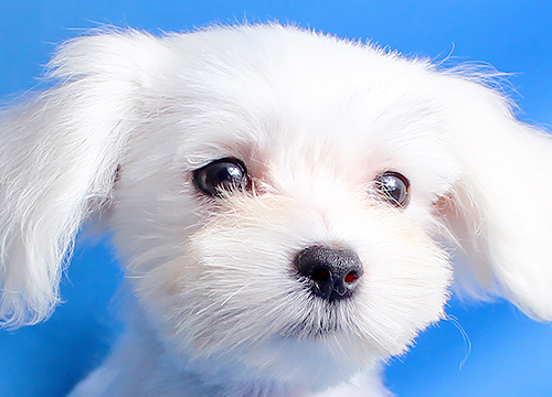 ブリーダー直接販売のマルチーズの子犬