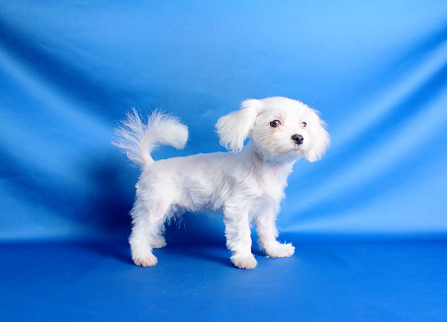 ブリーダー直接販売のマルチーズの子犬