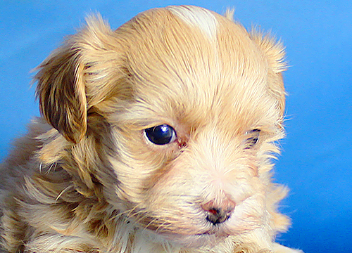 ブリーダー直接販売のミックス犬・マルプー(マルチーズ×プードル)の子犬