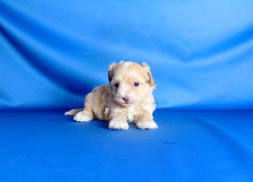 ブリーダー直接販売のミックス犬・マルプー(マルチーズ×プードル)の子犬