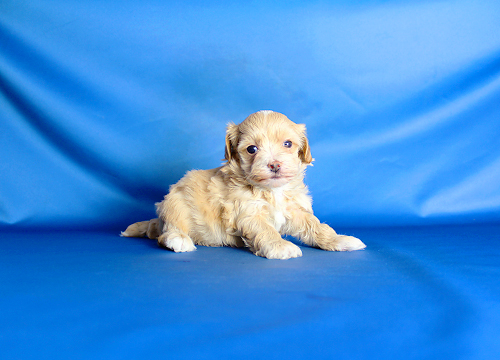 ブリーダー直接販売のミックス犬・マルプー(マルチーズ×プードル)の子犬