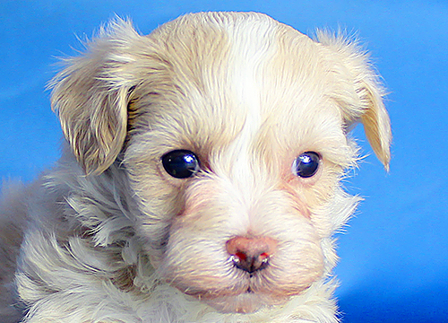ブリーダー直接販売のミックス犬・マルプー(マルチーズ×プードル)の子犬