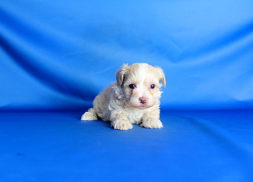 ブリーダー直接販売のミックス犬・マルプー(マルチーズ×プードル)の子犬