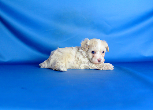 ブリーダー直接販売のミックス犬・マルプー(マルチーズ×プードル)の子犬