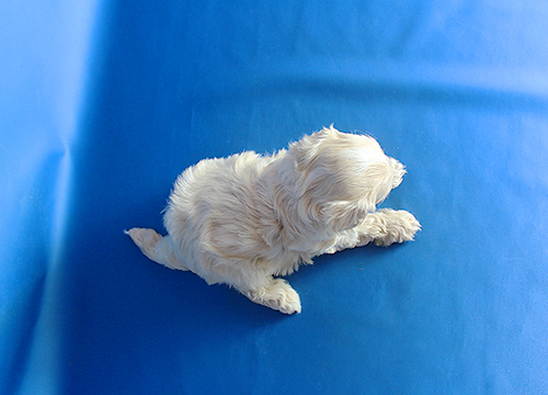 ブリーダー直接販売のミックス犬・マルプー(マルチーズ×プードル)の子犬