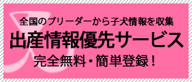 ブリーダー直接販売のマルチーズの子犬の出産情報優先サービス