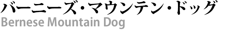 ブリーダー直接販売のバーニーズ・マウンテン・ドッグの子犬