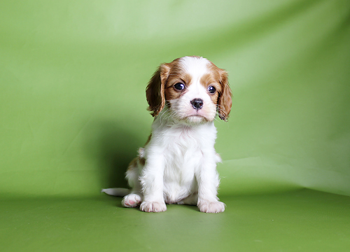 ブリーダー直接販売のキャバリア（キャバリア・キングチャールズ・スパニエル）の子犬