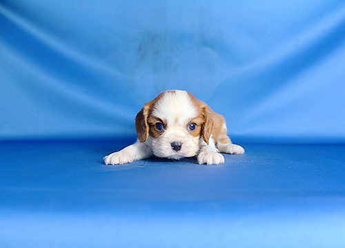 ブリーダー直接販売のキャバリア（キャバリア・キングチャールズ・スパニエル）の子犬