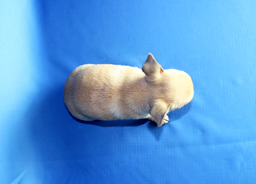 ブリーダー直接販売のチワワ(スムース・ロング)の子犬