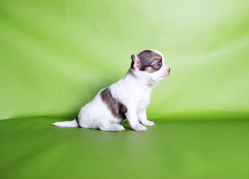 ブリーダー直接販売のチワワ（スムース・ロング）の子犬