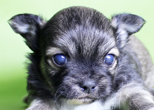 ブリーダー直接販売のチワワ（スムース・ロング）の子犬