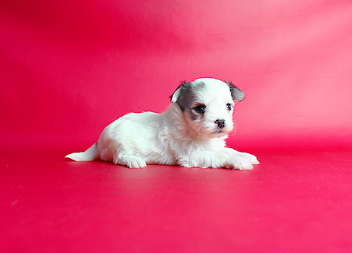 ブリーダー直接販売のチワワ(スムース・ロング)の子犬