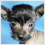 ブリーダー直接販売のチャイニーズクレステッドドッグ（チャイクレ）の子犬のヘアレス