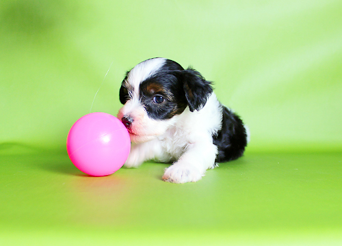 ブリーダー直接販売のチャイニーズ・クレステッド・ドッグ（チャイクレ）の子犬のパウダーパフ