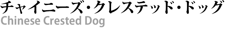 ブリーダー直接販売のチャイニーズクレステッドドッグ（チャイクレ）の子犬