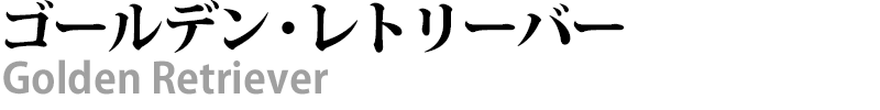 ブリーダー直接販売のゴールデン・レトリバーの子犬
