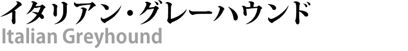 ブリーダー直接販売のイタリアン・グレーハウンドの子犬