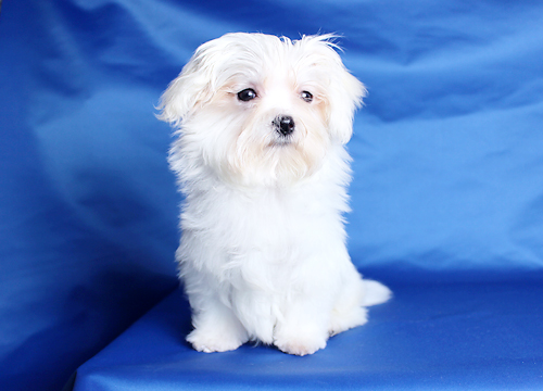 ブリーダー直接販売のマルチーズの子犬