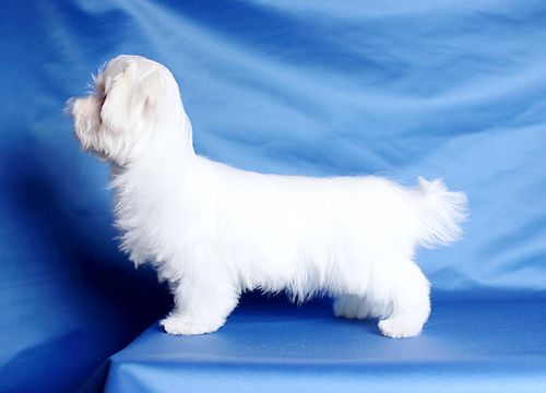 ブリーダー直接販売のマルチーズの子犬