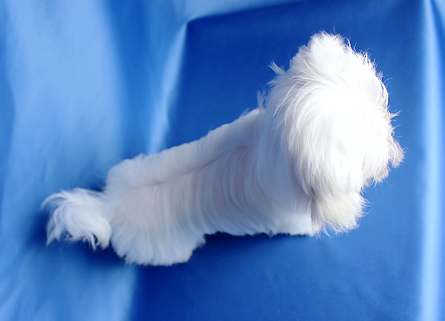 ブリーダー直接販売のマルチーズの子犬