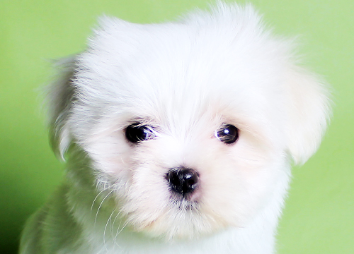 ブリーダー直接販売のマルチーズの子犬