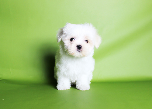 ブリーダー直接販売のマルチーズの子犬