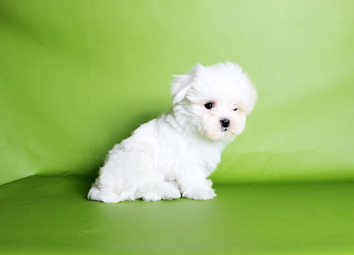 ブリーダー直接販売のマルチーズの子犬