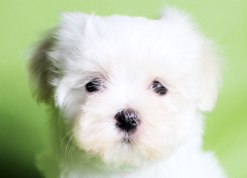 ブリーダー直接販売のマルチーズの子犬