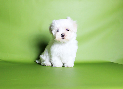 ブリーダー直接販売のマルチーズの子犬