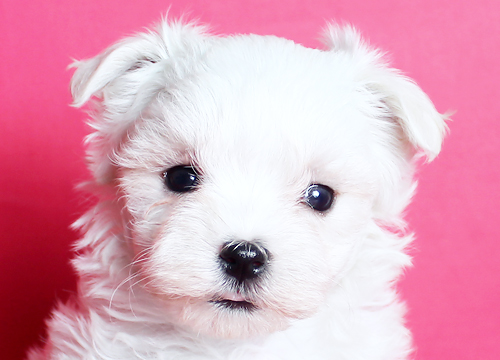 ブリーダー直接販売のマルチーズの子犬