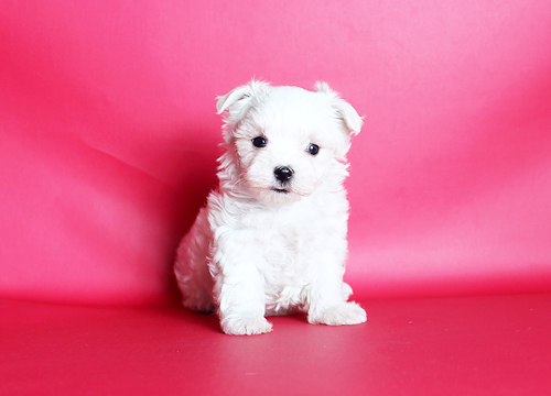 ブリーダー直接販売のマルチーズの子犬