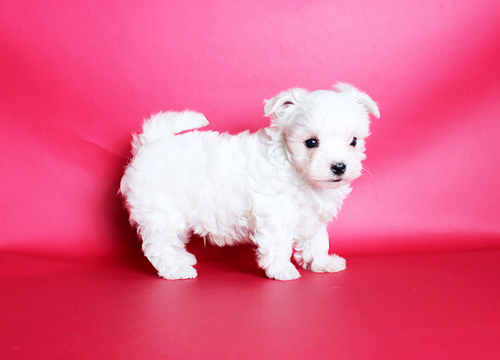 ブリーダー直接販売のマルチーズの子犬