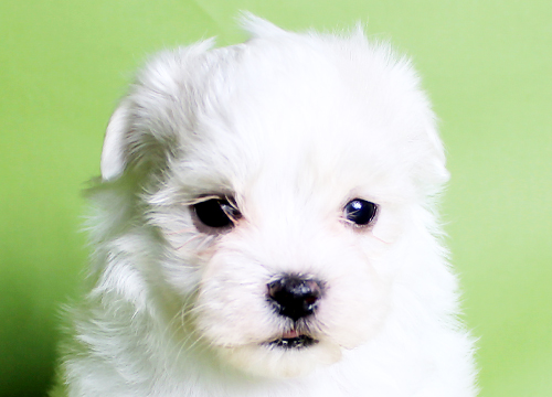 ブリーダー直接販売のマルチーズの子犬