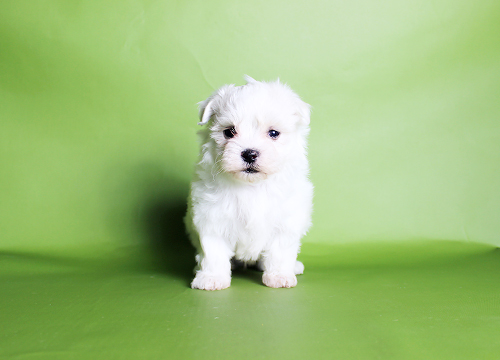 ブリーダー直接販売のマルチーズの子犬
