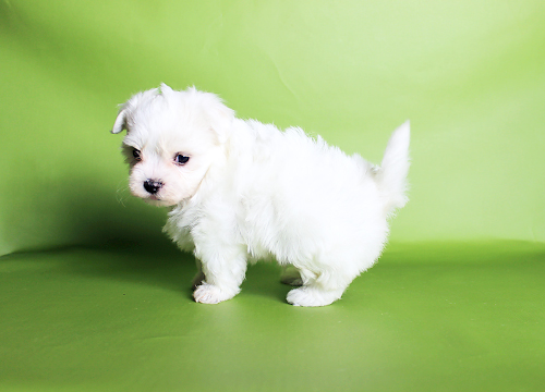 ブリーダー直接販売のマルチーズの子犬