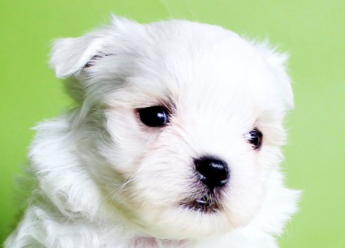 ブリーダー直接販売のマルチーズの子犬